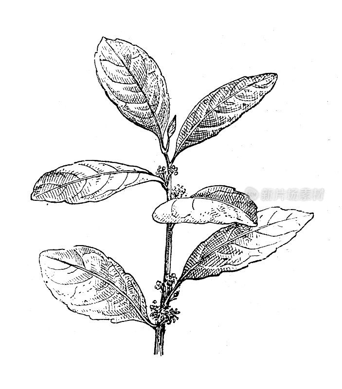 古董插图：马黛茶（Ilex paraguariensis）